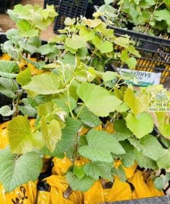 Cây giống nho Mẫu Đơn xanh trồng thực tế phát triển tốt lá xanh quanh năm tại Phúc An