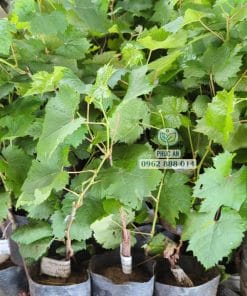 Cây giống nho Mẫu Đơn xanh lá xanh khỏe thích nghi tốt tại vườn ươm Phúc An