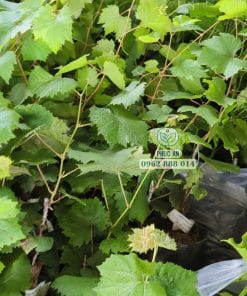 Vườn ươm cây giống nho Mẫu Đơn xanh số lượng lớn của Cây Giống Phúc An