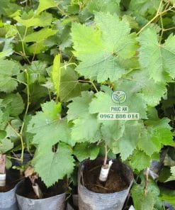 Lô cây giống nho Mẫu Đơn xanh bộ lá xanh khỏe dày dặn tại Cây Giống Phúc An