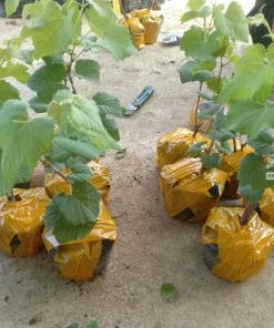 Cây giống nho Mẫu Đơn xanh tán lá xanh tốt phát triển đều tại vườn Phúc An