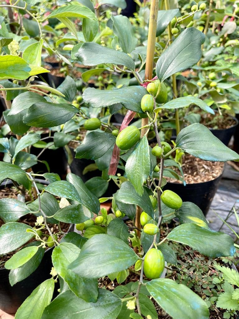Táo thái đậu trái