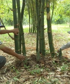 Cây tre tứ quý trưởng thành