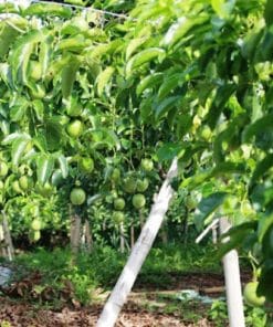 Giàn trồng chanh dây tím