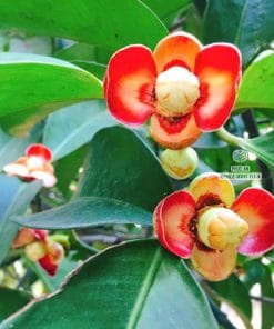 Cận cảnh hoa măng cụt nở rộ trên cành tại Cây Giống Phúc An