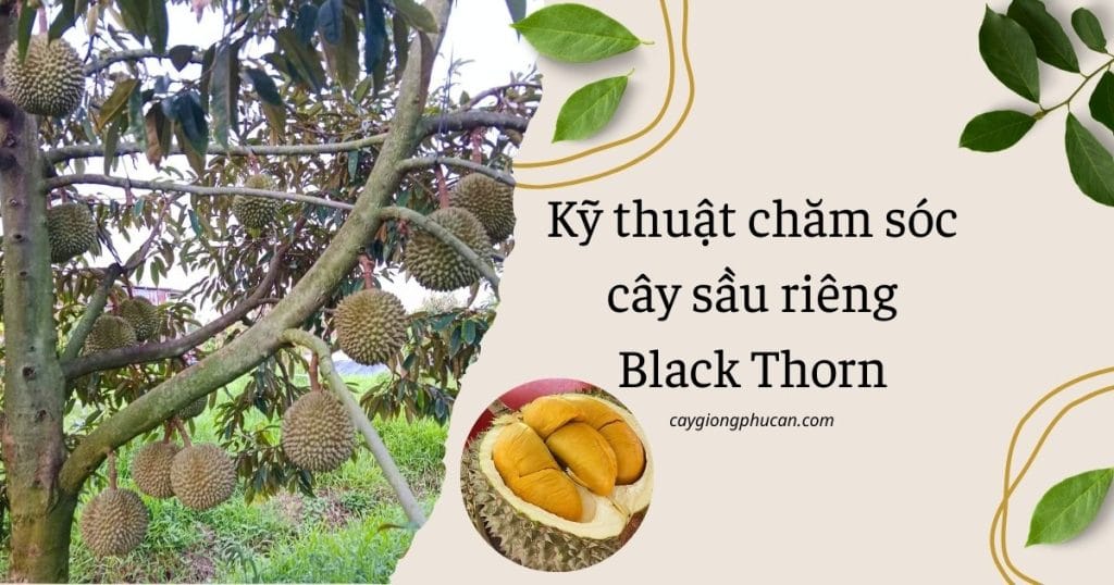 Cây sầu riêng Black Thorn mang nhiều trái và trái bổ đôi cơm vàng cam
