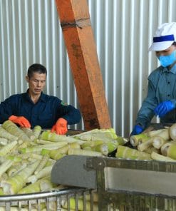 Sơ chế măng tre bát độ xuất khẩu