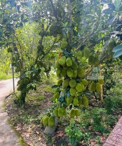 Cây mít mã lai cho năng suất rất cao