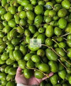 Trái cóc Thái vỏ xanh mướt căng mọng vị chua ngọt giòn ngon