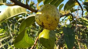 Cận cành trái bình bát đã chín
