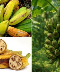 Cận cảnh trái chuối hột