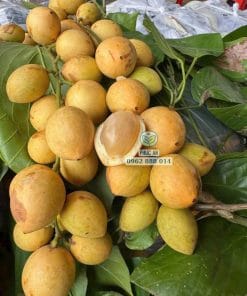 Thu hoạch quả dâu Xiêm chín mọng nước tại vườn Phúc An