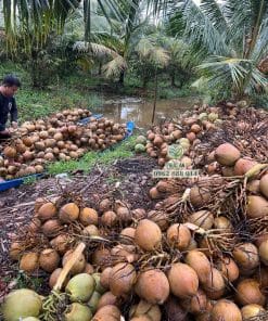 Khung cảnh thu hoạch dừa Mã Lai chu năng suất cao tại nhà vườn Phúc An