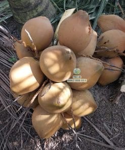 Hình ảnh buồng dừa Mã Lai chu đạt trọng lượng chuẩn thu hoạch từ cây giống đầu dòng tại Phúc An