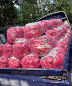 Những trái mận hồng đào đá chất lượng cao tại Cây Giống Phúc An