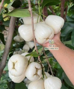 Hình ảnh các chùm trái mận trắng sữa to tròn phát triển đều trên cây tại Phúc An