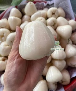 Trái ngọt từ cây giống mận trắng sữa tại Cây Giống Phúc An