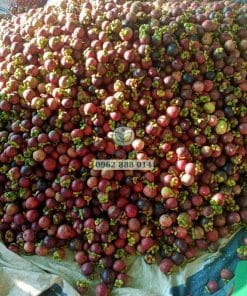 Măng cụt ươm hạt số lượng lớn thu hoạch tại vườn Phúc An