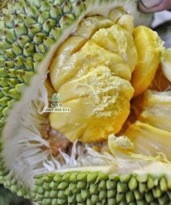 Múi mít Mã Lai rút cùi chín vàng ngậy thơm ngon Cây Giống Phúc An