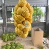 Múi mít Mã Lai rút cùi dày cơm hạt nhỏ ngọt lịm từ Cây Giống Phúc An