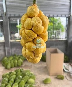 Múi mít Mã Lai rút cùi dày cơm hạt nhỏ ngọt lịm từ Cây Giống Phúc An