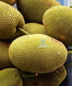 Thu hoạch quả mít Mã Lai rút cùi già chín cây tại vườn Cây Giống Phúc An