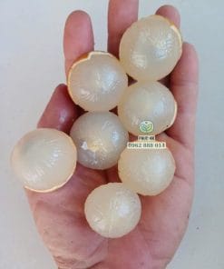 Bóc thử trái nhãn Long Phụng Châu ngon ngọt lịm vừa thu hoạch tại vườn Phúc An