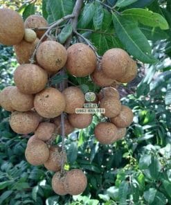 Chùm trái nhãn Long Phụng Châu sai trĩu cành tại vườn cây giống Phúc An