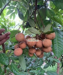 Hình ảnh các chùm trái nhãn Long Phụng Châu to tròn phát triển đều trên cây