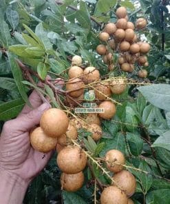 Thu hoạch trái nhãn Long Phụng Châu già chín cây tại vườn Cây Giống Phúc An