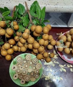 Niềm vui thu hoạch trái nhãn Long Phụng Châu ngon năng suất cao cùng Phúc An