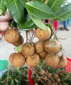 Chùm nhãn Long Phụng Châu trái lớn vỏ vàng mướt trên cây tại nhà vườn