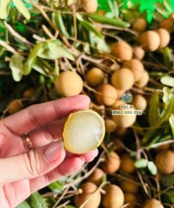 Bóc vỏ quả nhãn xuồng vàng thơm ngon sớ thịt ráo hoảnh tại Phúc An