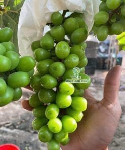 Chùm nho Mẫu Đơn xanh trái lớn da xanh mướt bóng bẩy trên cây tại nhà vườn