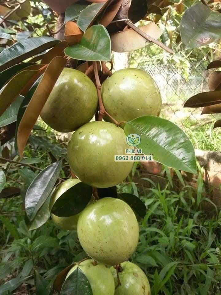 Cây giống vú sữa lò rèn 10 Niềm vui thu hoạch trái vú sữa Lò Rèn ngon năng suất cao cùng Phúc An