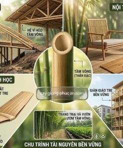 Ứng dụng từ tre tầm vông