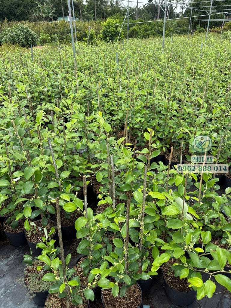 Vườn cây giống táo thái tại Phúc An