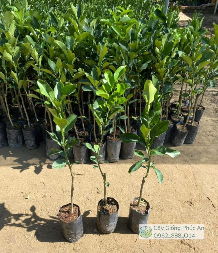 cây giống bưởi da xanh (ghép)