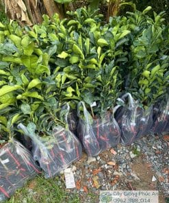 lô cây giống bưởi da xanh giao cho khách hàng