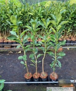 cây giống bưởi da xanh hàng đẹp