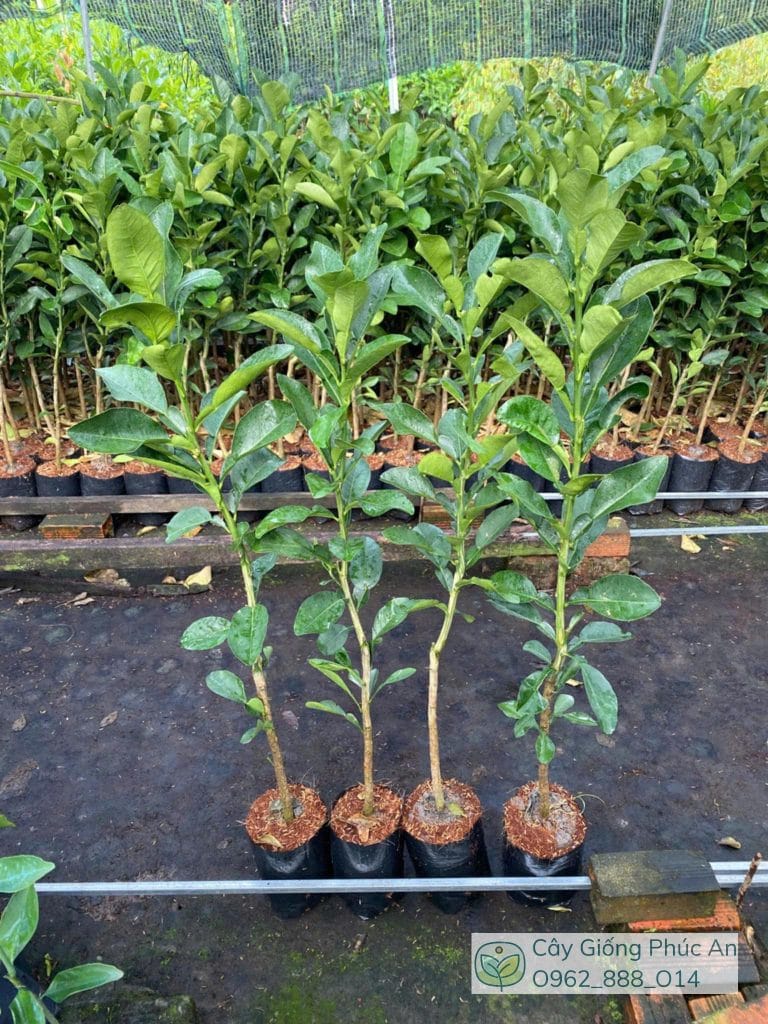 cây giống bưởi da xanh hàng đẹp