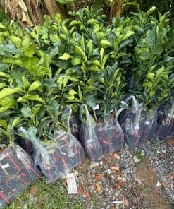Quy trình đóng gói bưởi da xanh giống gửi khách tỉnh an toàn