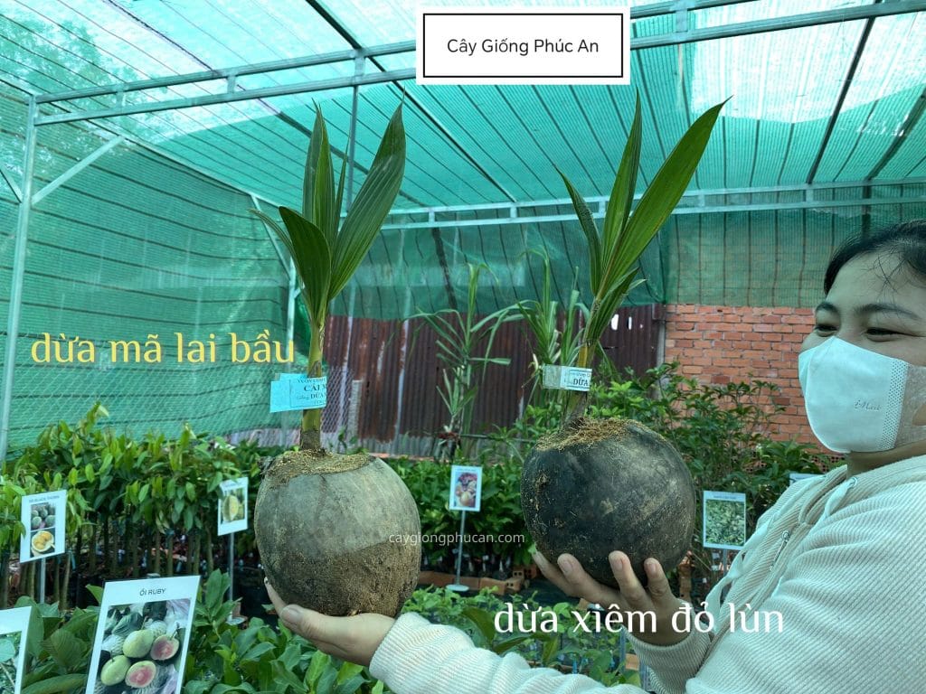Cách nhận diện dừa mã lai bầu từ Phúc An