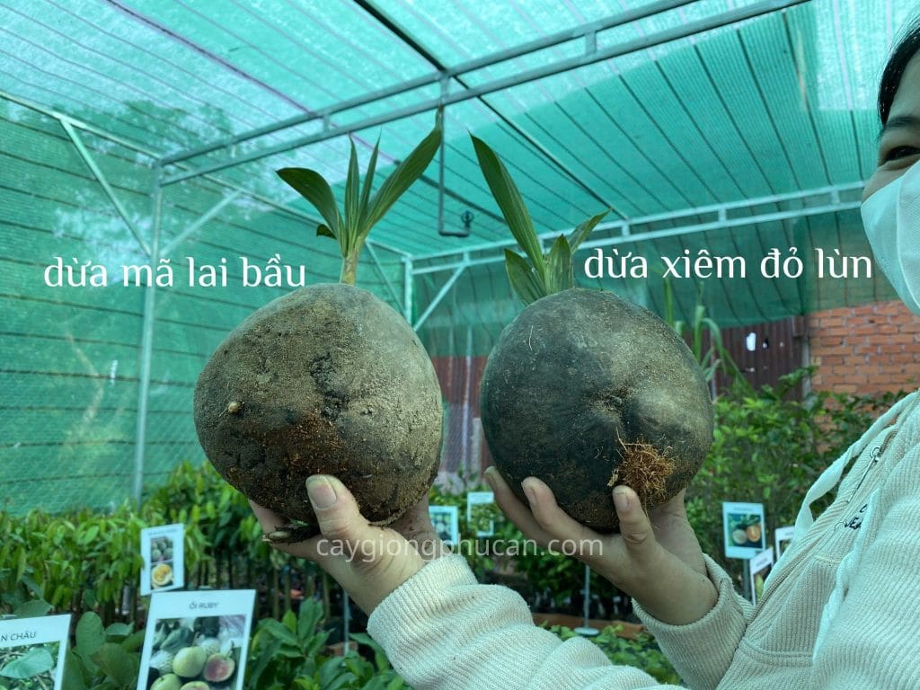 Phân biệt dừa mã lai bầu và các loại dừa đỏ khác