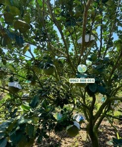Cây bưởi da xanh trưởng thành đang cho trái