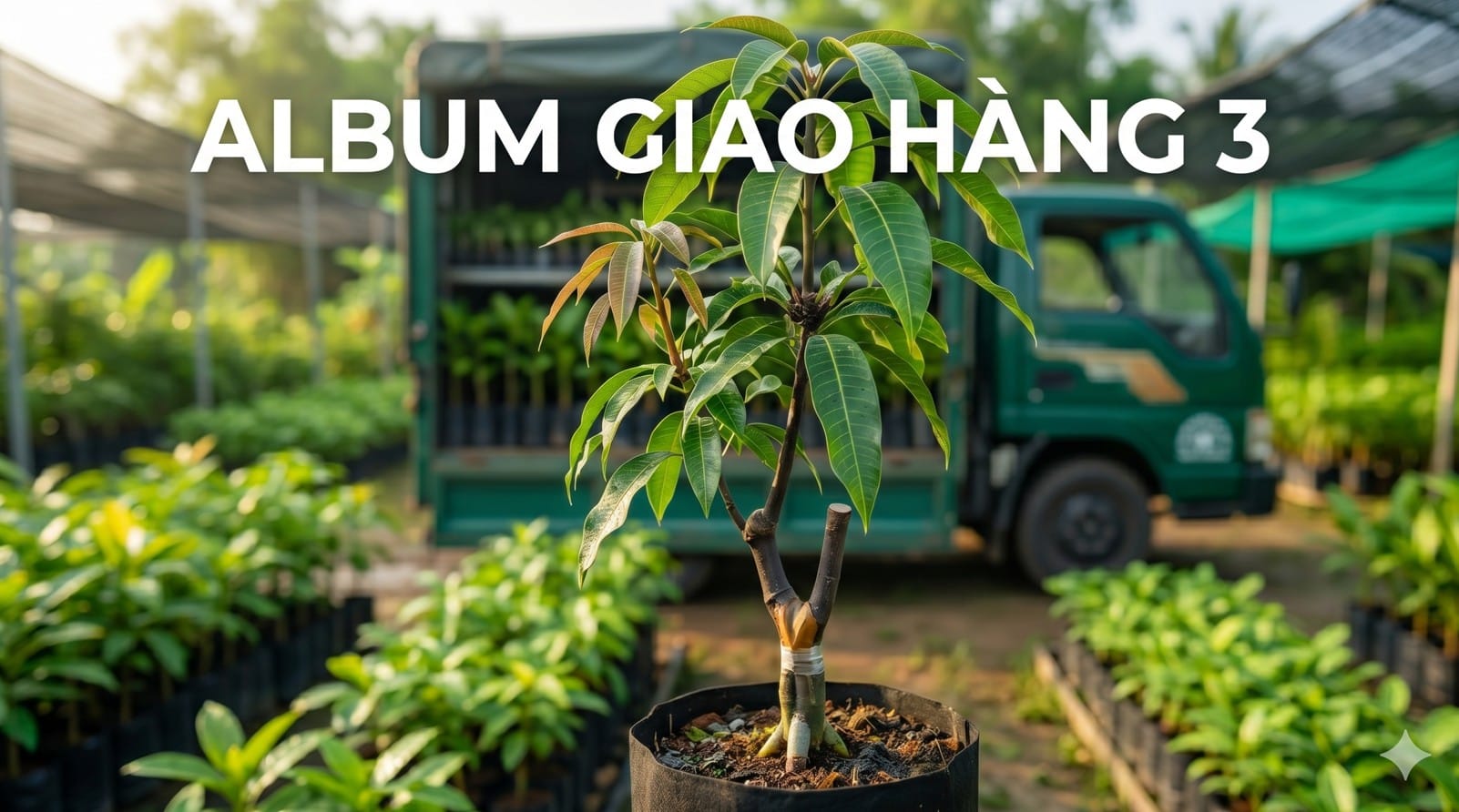 cay giong phuc an giao hang 2 1