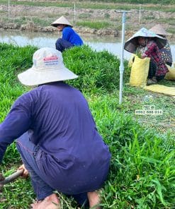 Tư vấn kỹ thuật trồng cỏ lá gừng ta nhanh phủ nền