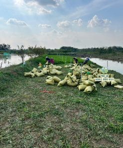 Cỏ lá gừng ta chịu nắng tốt, sức sống mãnh liệt