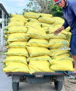 Cung cấp cỏ lá gừng ta số lượng lớn
