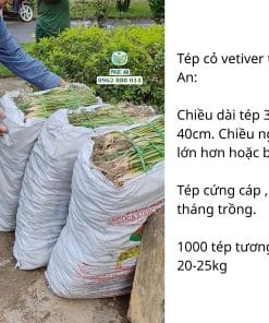 Đóng gói cỏ Vetiver giao cho khách hàng